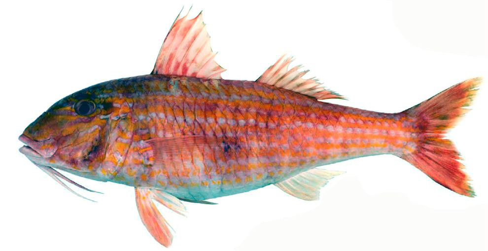 Pseudupeneus prayensis_03